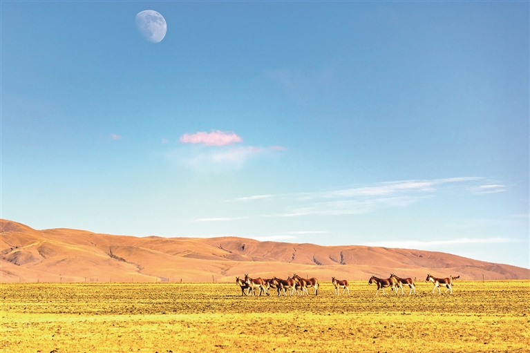 ��ѧϰ�᳹ϰ��ƽ��̬����˼�벻���������� ѧϰ��ϰ��ƽ��̬������ѡ����һ��